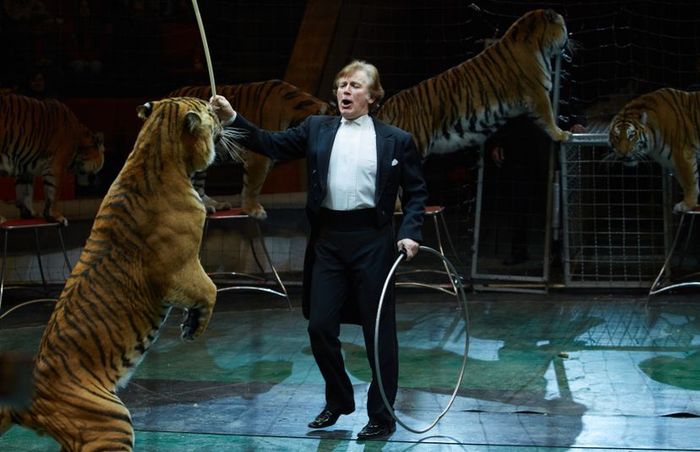 Circus trainer interacting with tigers