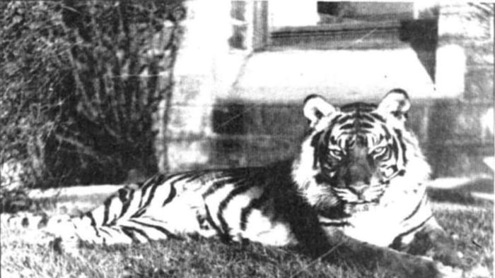 Fenella relaxing on a grassy lawn.