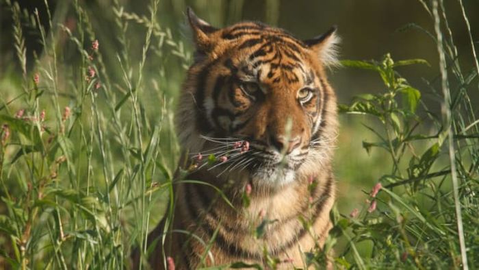 Residing in Holmfirth, England, during the 1940s, you might have encountered a tiger similar to this one strolling through the village.