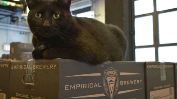 Venkman the Cat via Twitter
