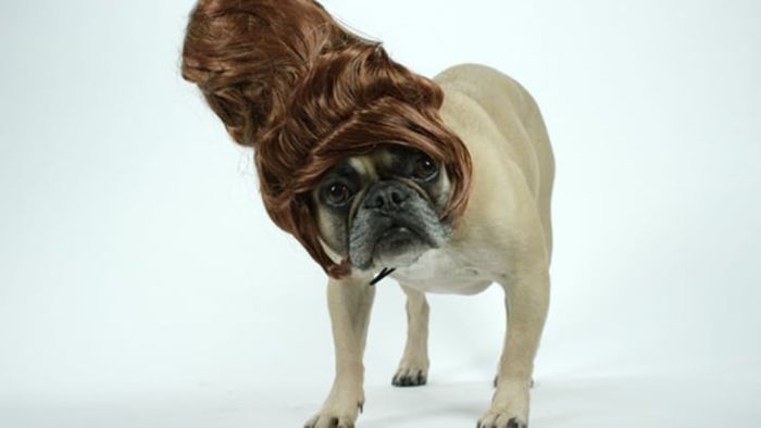 Petwigs