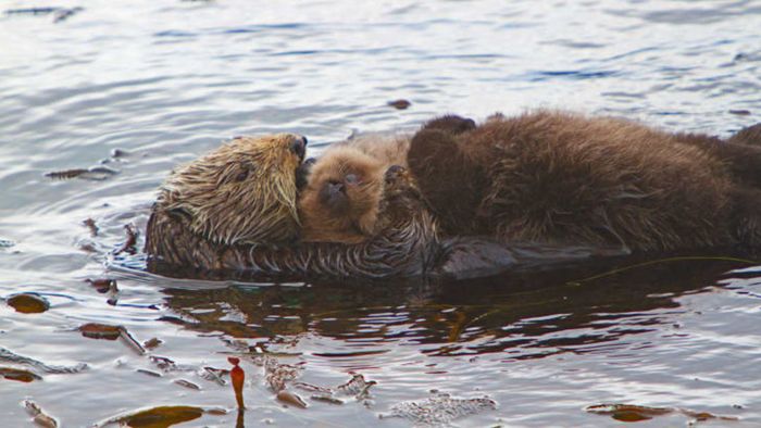 A mother otter and her pup floating together in the water.
