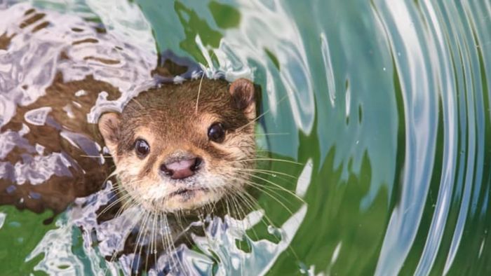 An otter peeking out of the water with curiosity.