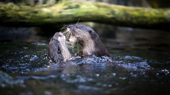 Two otters in the water, showing their teeth.