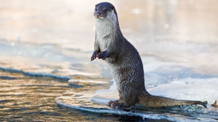 An otter standing near the edge of the water.
