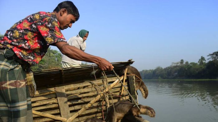 A Bangladeshi man readies his trained otters for a fishing expedition.