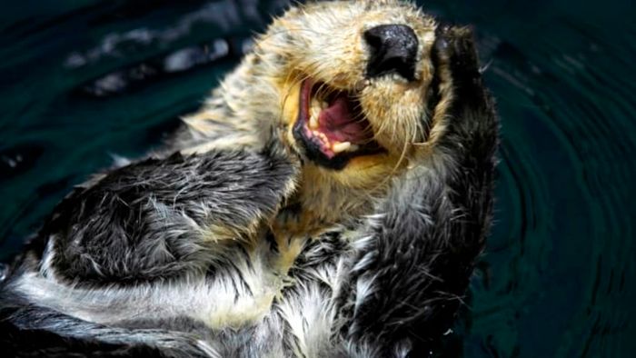 An otter appearing to smile while in the water.