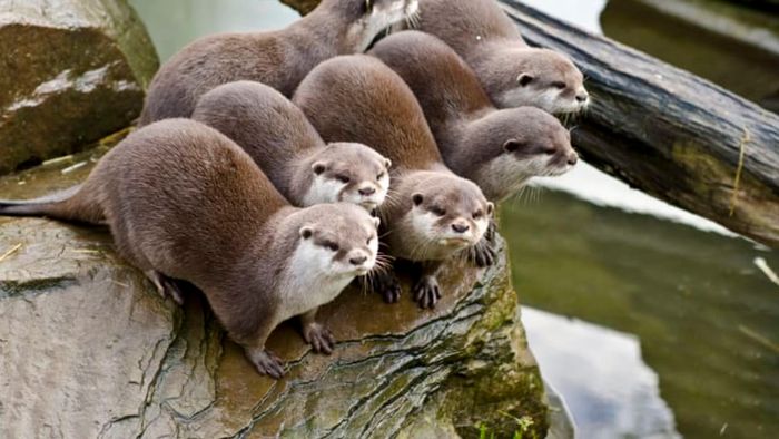 Six otters gathered together.