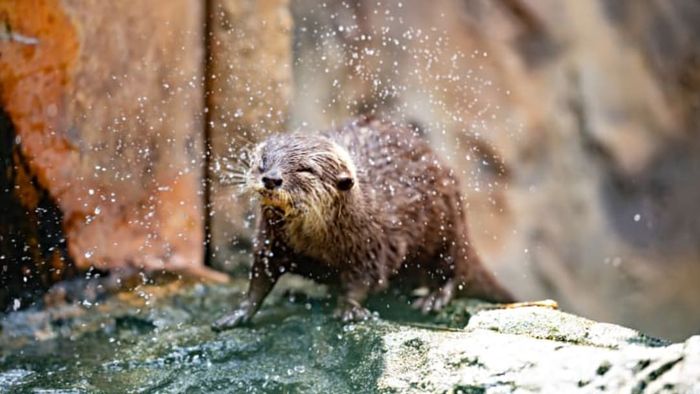 An otter shaking water off its fur.
