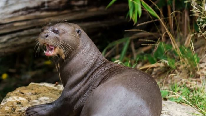 A giant otter basking on a rock.