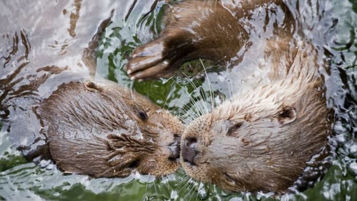A pair of otters swimming together.