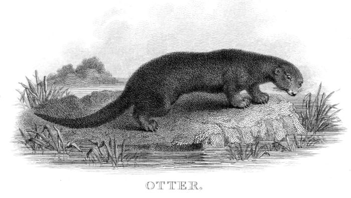 An artistic depiction of an otter.