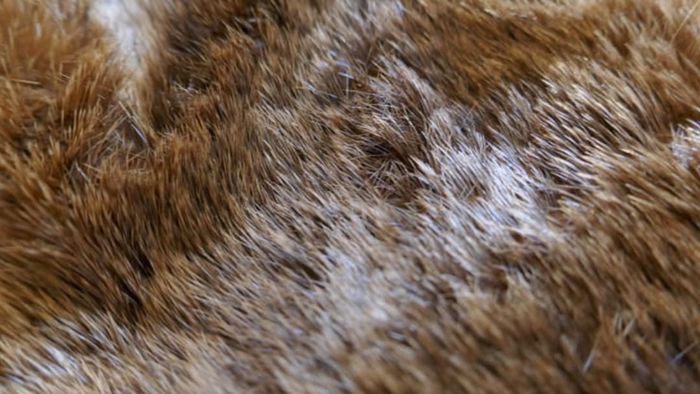 A detailed view of otter fur.