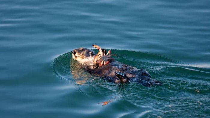 An otter holding a crab it has captured.