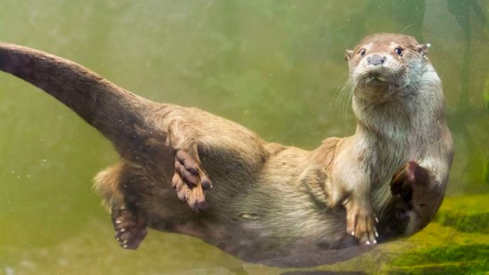 An otter gliding gracefully underwater.