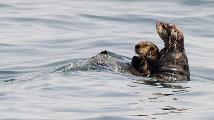 A mother otter lifting her baby above the water.