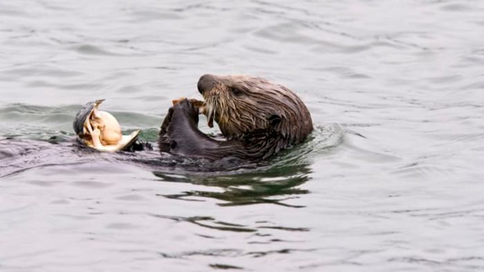 An otter in the water munching on a clam.