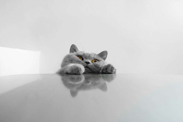 Chartreux cat attempting to climb a table