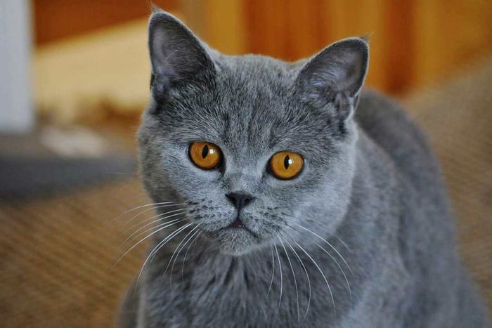 Portrait of a Chartreux Cat at home