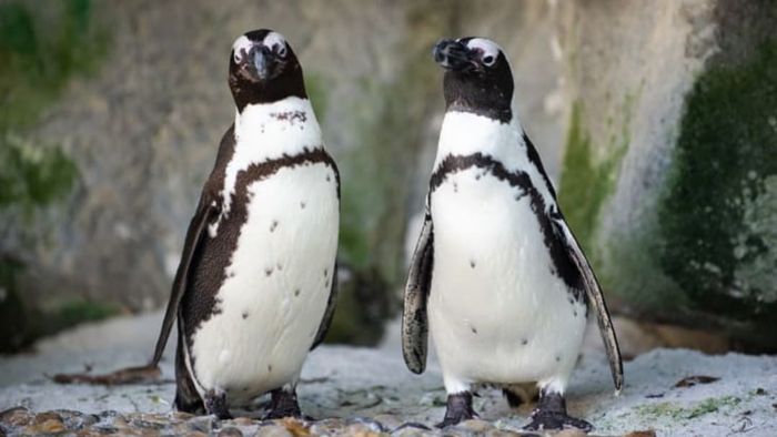 Head to your computer to enjoy the antics of African penguins.