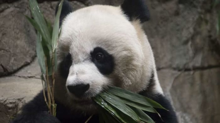 With the help of webcams, you can closely observe animals such as Mei Xiang from the comfort of your home.