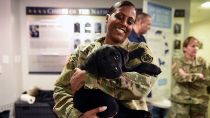 This exceptional dog is training to assist army veterans in the future.