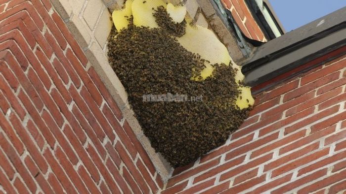 Mơ thấy ong trong các tình huống khác nhau