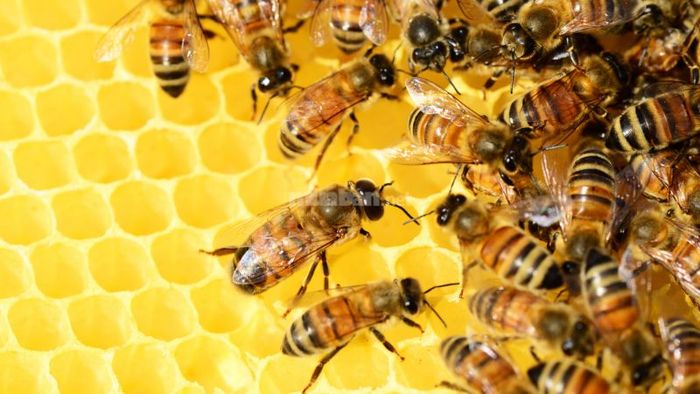 Giải mã giấc mơ thấy ong và các con số may mắn đi kèm