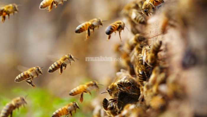 Giấc mơ thấy ong có phải là điềm lành?