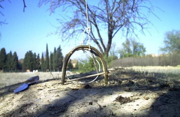 sapling