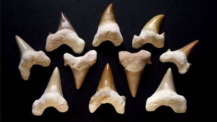 A set of fossilized shark teeth.