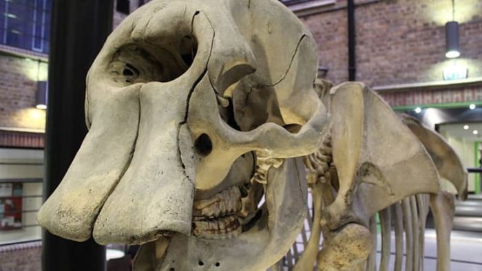 A skeleton of an African elephant displayed at the Royal Veterinary College anatomy museum.