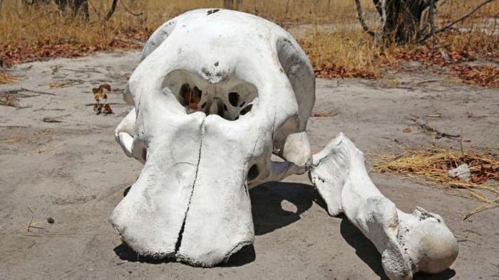 This elephant skull could easily have been mistaken by ancient people for the bones of a colossal Greek beast.