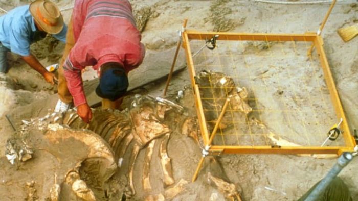 The unearthing of a pygmy mammoth skeleton discovered in 1994 on Santa Rosa Island, California.