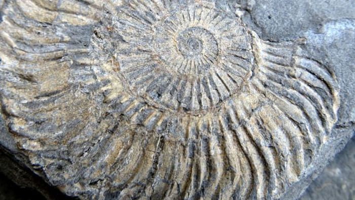 An ammonite fossil discovered on Kilve beach in Somerset, England.