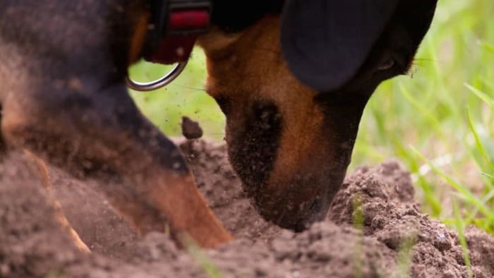 A dog digging.