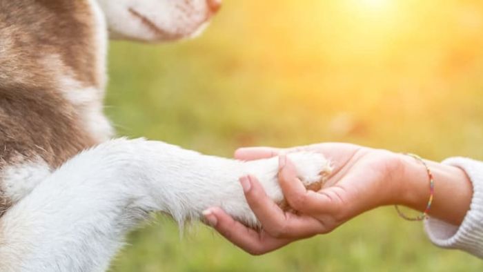 Photo of a dog shaking hands.