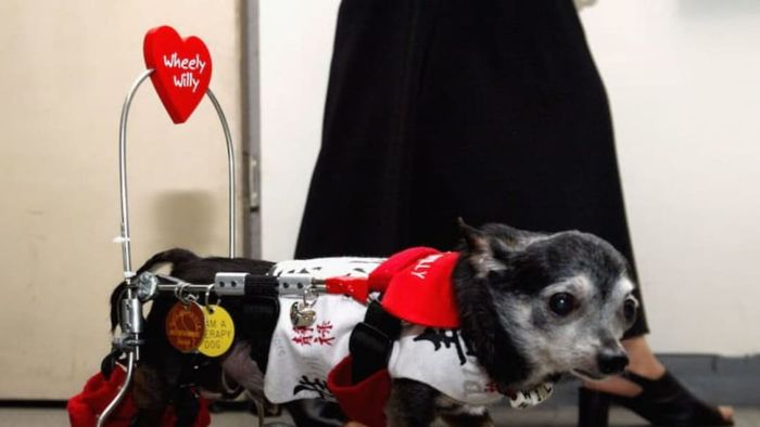 Wheely Willy the rescue dog