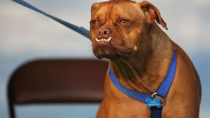 Pabst, the 2009 World's Ugliest Dog winner
