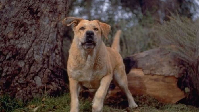 Image of Spike from 'Old Yeller' (1957)