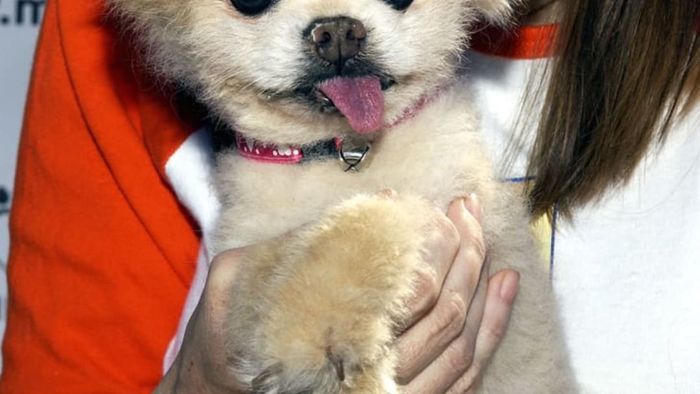 Photo of Mr. Winkle the dog