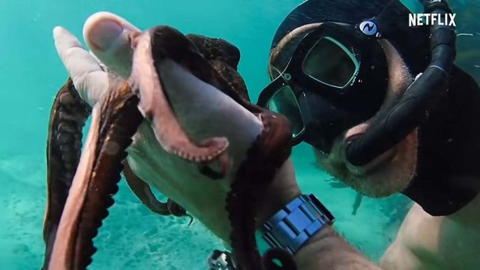 A man and an octopus, captured in a scene from the documentary My Octopus Teacher