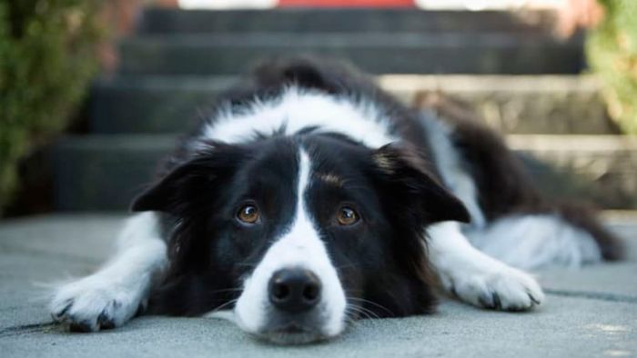 Photo of a Border Collie dog.