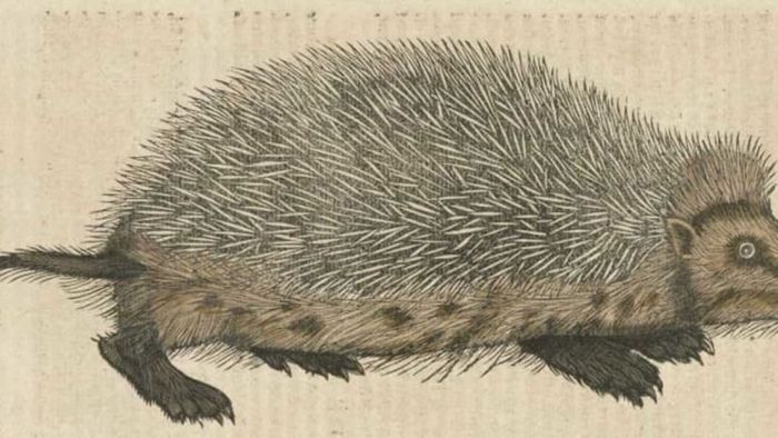 Hedgehog spines are neither barbed nor toxic.