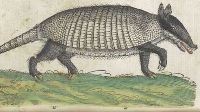 This armadillo appears as though it just pulled a fast one on you.