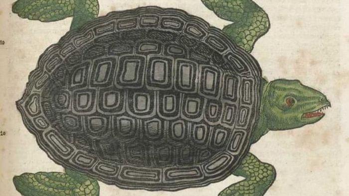 Sea turtles have lifespans that can extend to 80 years.