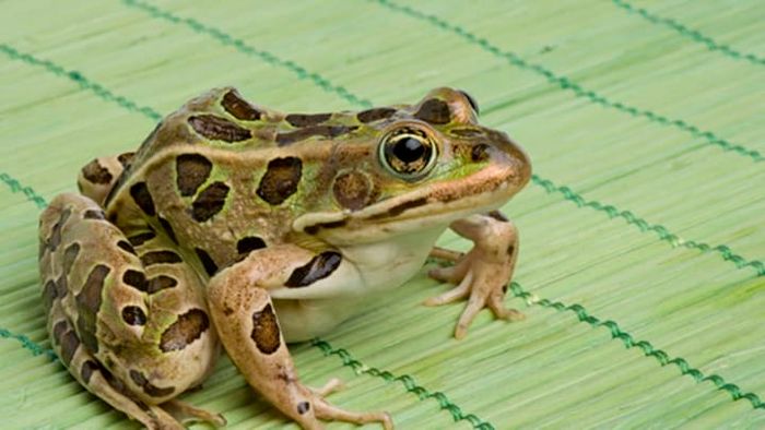 iStock