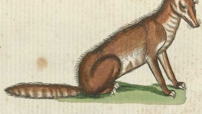 What do you imagine the fox is saying, judging by this depiction?