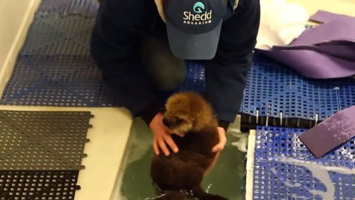 Shedd Aquarium, YouTube