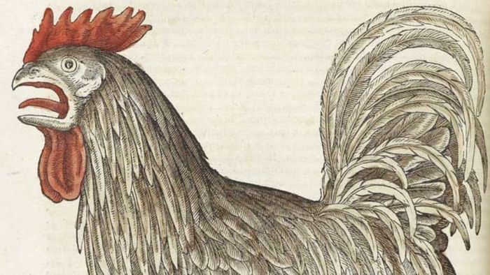 Research indicates that a rooster's crow can reach up to 140 decibels.